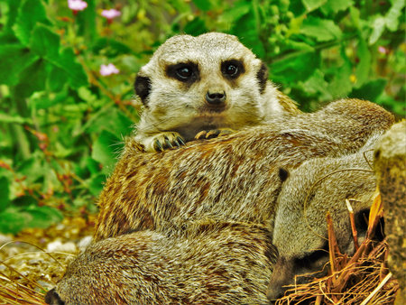 Meerkat Pileの写真素材