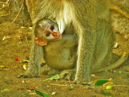 Baby Monkey Feedingの写真素材
