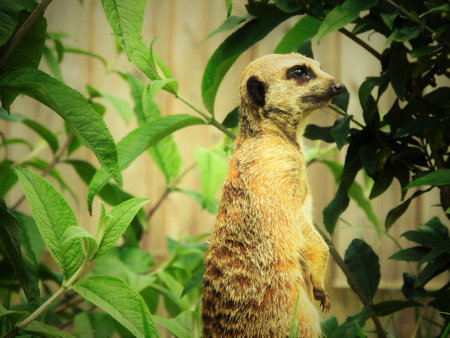 Meerkatの写真素材