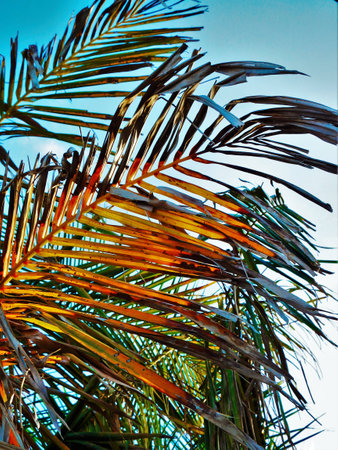 Palm Leavesの写真素材