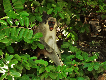 Surprised Monkey