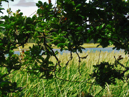 Leafy branches on Causeway landscapeの写真素材