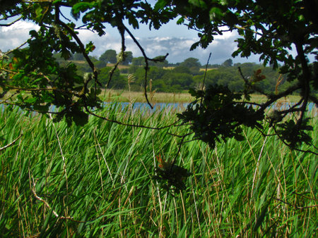 Grass marshlands on Isle of Wight Causewayの写真素材