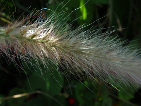 Wild grassの写真素材