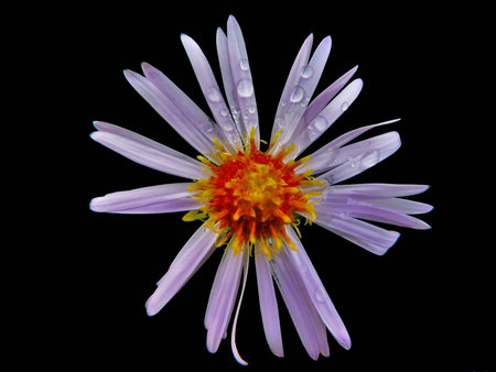 White flower on black backgroundの写真素材