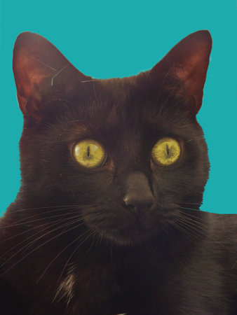 Black cat on pop blue background