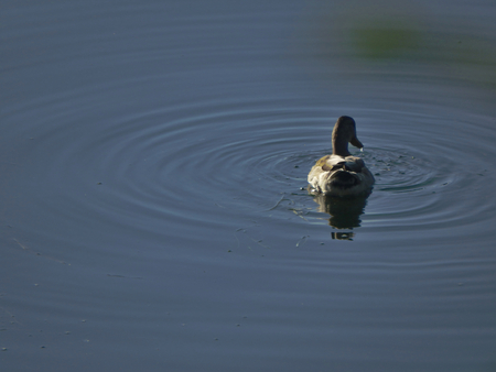 lone duck making ripplesの写真素材