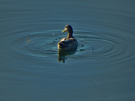 Duck making ripplesの写真素材