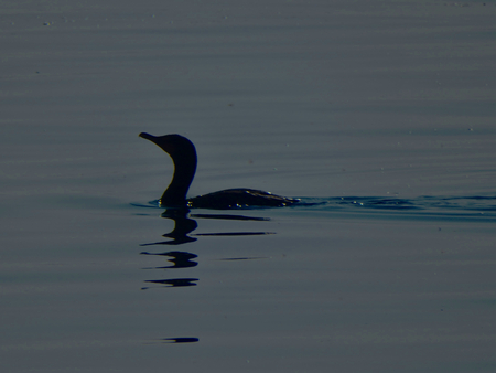 Cormorant swimming silhouetteの写真素材