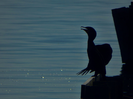 Cormorant silhouette landscapeの写真素材