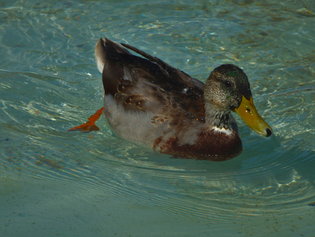 Mallard swimmingの写真素材