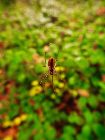 Spider Close Up