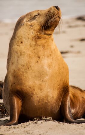 Sea lion basking in the sun on the beaches of Australiaの写真素材