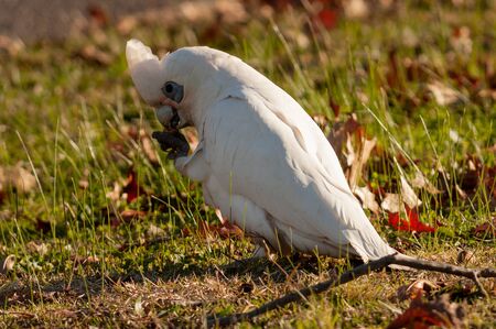 A white sulfur-crested cockatoo found in a lawn in Melbourneの写真素材