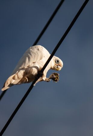 A white sulfur-crested cockatoo found on a wire in the cityの写真素材