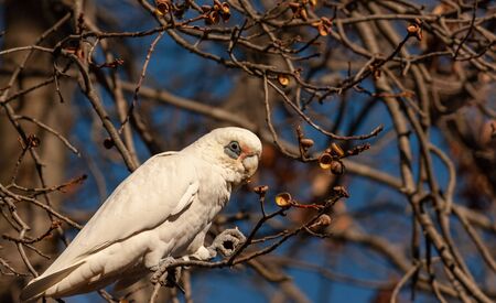 A white sulfur-crested cockatoo found on a dead tree in Melbourneの写真素材
