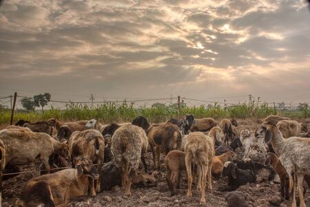 Herd of sheep in a field in India