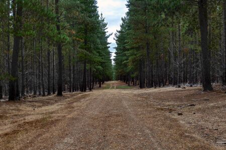 Dirt road through a pine tree forestの写真素材