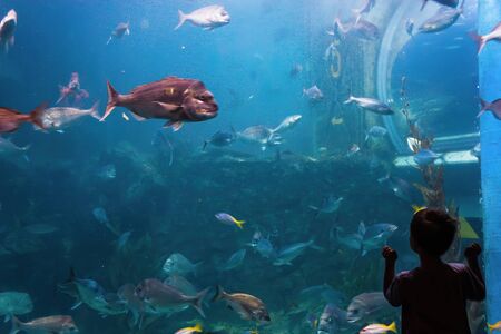 silhouette of a boy in front of an aquarium full of fishの写真素材