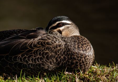 Duck with head tucked under a wing resting in Melbourne botanical gardensの写真素材