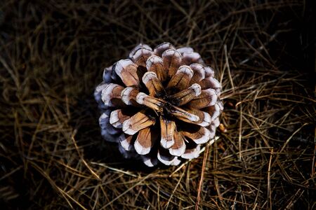 Pine cone in dramatic light in dry grass shot in Australiaの写真素材