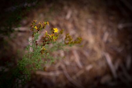 flower in forest shot at Adelaide Austrailiaの写真素材