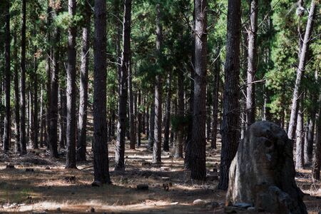 pine plantation shot at Adelaide Austrailiaの写真素材