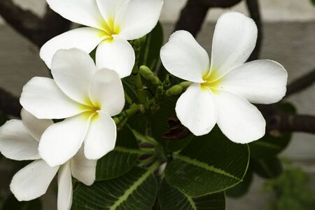 Pretty White Flowers Blooming in a Garden in sunlightの写真素材