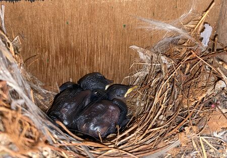 2 newly born birds are sleeping in the nest in a bird houseの写真素材