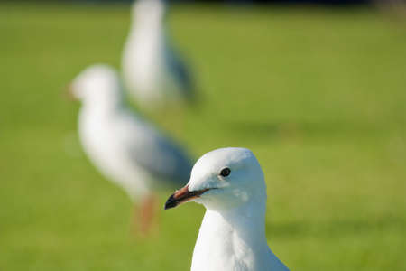 Closeup shot of a seagull on green grassの写真素材
