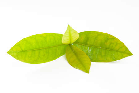 Green Leaf の写真素材