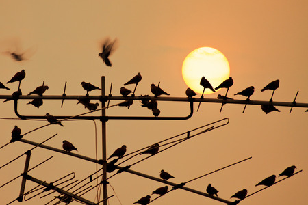 television antenna  with a bird on sunsetの写真素材