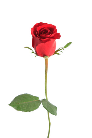 rose isolated in white の写真素材
