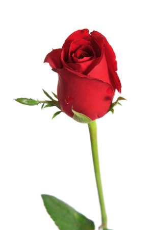rose isolated in white の写真素材