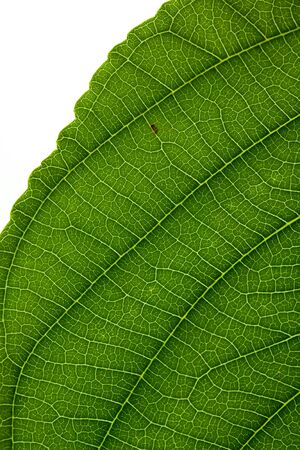 Leaf Textureの写真素材