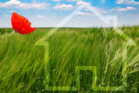 concept of green ecological house with poppyの写真素材