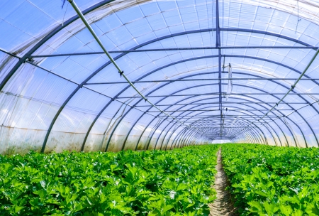 Celery culture in a greenhouseの写真素材