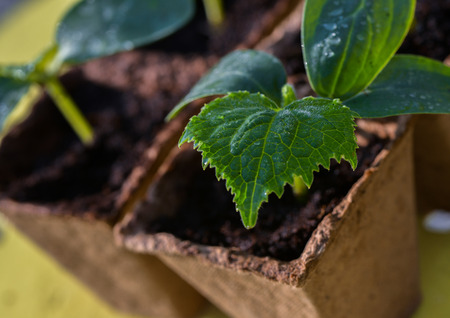 closeup of young sproutの写真素材