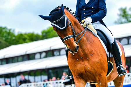 dressage horse and rider  on dressage competitionの写真素材