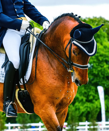 close up head of dressage horse and rider on dressage competitionの写真素材