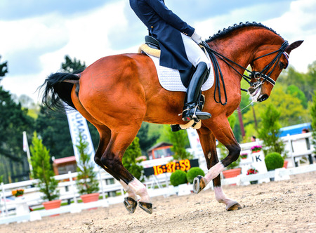 dressage horse and rider on dressage competitionの写真素材