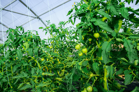 Inside view in Greenhouse for growing of green tomatoesの写真素材