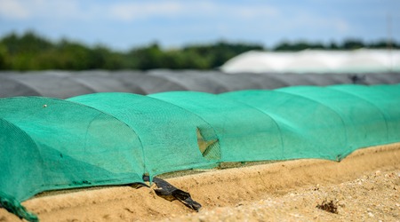 greenhouse for growing fruit and vegetables
