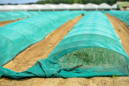 greenhouse for growing fruit and vegetablesの写真素材