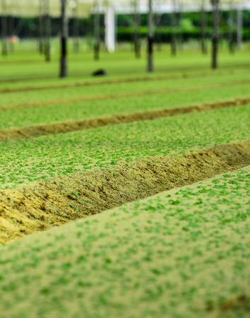 Young salad chews growing in a very large plant nursery in the france