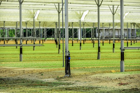 Young salad chews growing in a very large plant nursery in the franceの写真素材