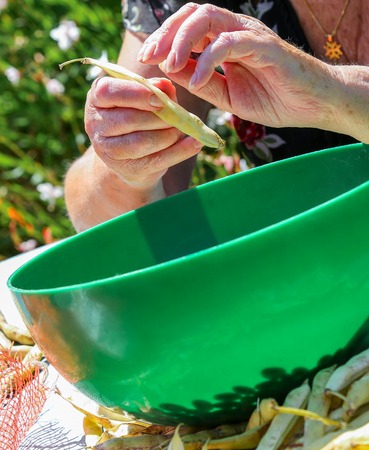 Old woman shell the romano beans and put the beans in a pot.