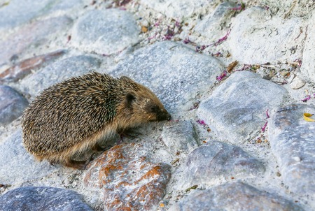 Young hedgehog on a street in unusual environment,の写真素材