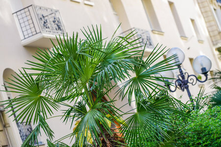 Bright green Bismark palm in front of a white buildingの写真素材