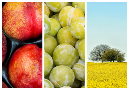 collage mix of  farming and gardening in countryside